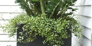 Container Gardens
Westover Landscape Design
Tarrytown, NY