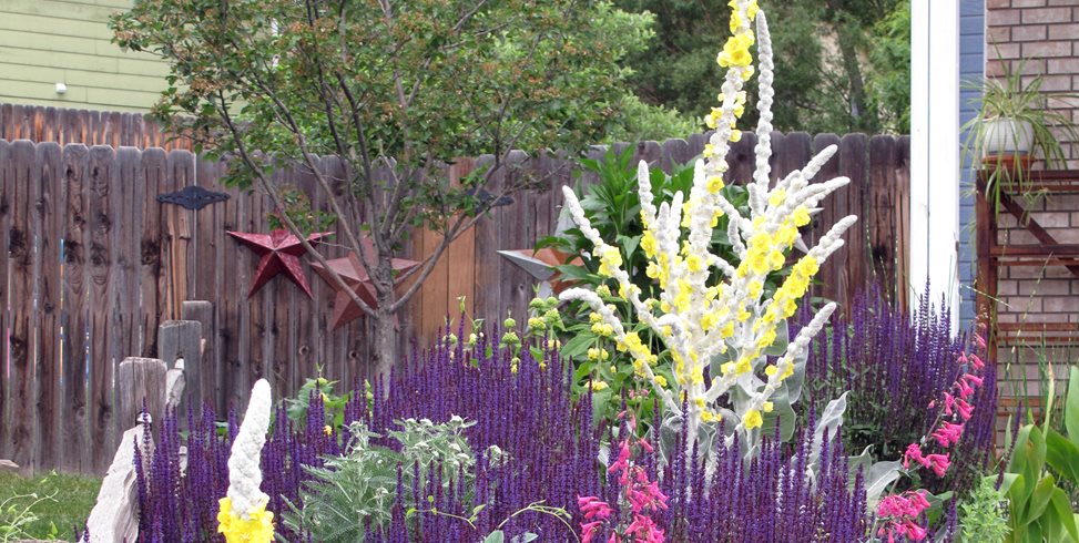 Xeriscape Plants
J&S Landscape
Longmont, CO