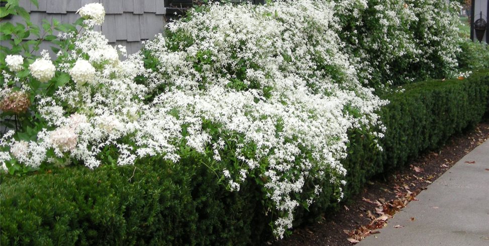 Zaremba and Company Landscape
Clarkston, MI